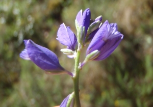 Genevieve Botti, le 18 mai 2014 (Auriol (bois de la Lare))