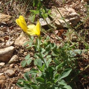 Photographie n°234748 du taxon Linum campanulatum L. [1753]