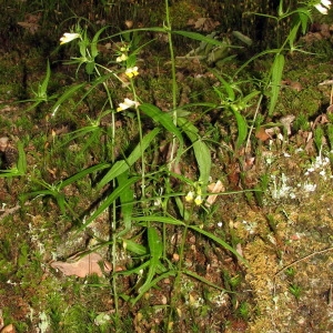 Photographie n°234751 du taxon Melampyrum pratense L. [1753]