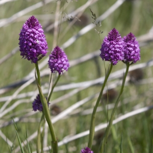 Photographie n°234765 du taxon Orchis pyramidalis L. [1753]