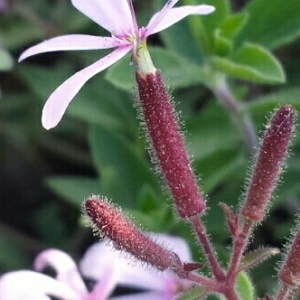 Photographie n°234776 du taxon Saponaria ocymoides L.