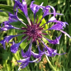 Photographie n°234795 du taxon Cyanus montanus (L.) Hill [1768]