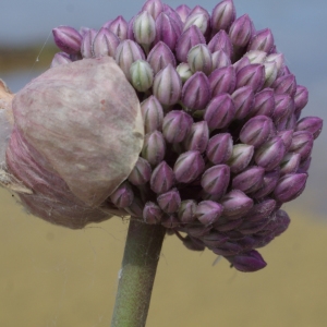 Photographie n°234868 du taxon Allium porrum subsp. porrum