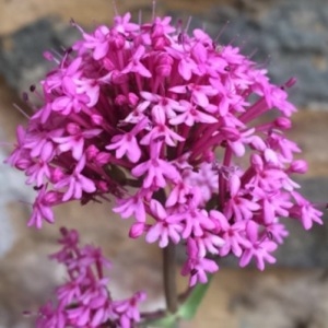 Photographie n°234883 du taxon Centranthus ruber (L.) DC.