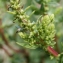  Liliane Roubaudi - Beta vulgaris subsp. maritima (L.) Arcang. [1882]