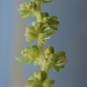 Beta vulgaris subsp. maritima (L.) Arcang. (Betterave maritime)