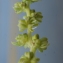  Liliane Roubaudi - Beta vulgaris subsp. maritima (L.) Arcang. [1882]