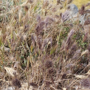 Photographie n°234893 du taxon Bromus rubens L. [1755]