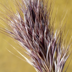 Photographie n°234896 du taxon Bromus rubens L. [1755]