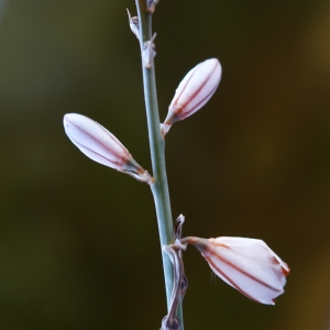 Photographie n°234899 du taxon Asphodelus fistulosus L. [1753]