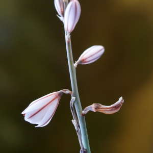 Photographie n°234900 du taxon Asphodelus fistulosus L. [1753]