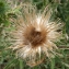  Liliane Roubaudi - Cirsium vulgare subsp. crinitum (Boiss. ex DC.) Arènes [1948]