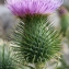  Liliane Roubaudi - Cirsium vulgare subsp. crinitum (Boiss. ex DC.) Arènes [1948]