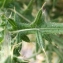  Liliane Roubaudi - Cirsium vulgare subsp. crinitum (Boiss. ex DC.) Arènes [1948]