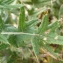  Liliane Roubaudi - Cirsium vulgare subsp. crinitum (Boiss. ex DC.) Arènes [1948]