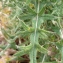  Liliane Roubaudi - Cirsium vulgare subsp. crinitum (Boiss. ex DC.) Arènes [1948]