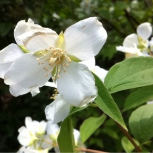 Photographie n°234971 du taxon Philadelphus coronarius L. [1753]