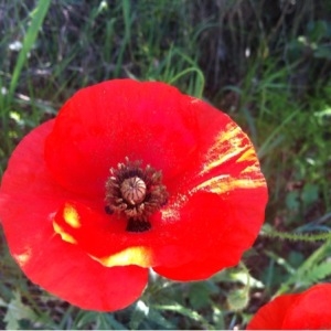 Photographie n°234984 du taxon Papaver rhoeas L.