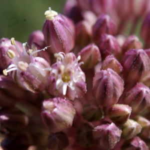 Photographie n°235006 du taxon Allium porrum subsp. porrum