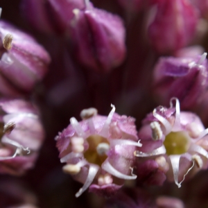 Photographie n°235009 du taxon Allium porrum subsp. porrum