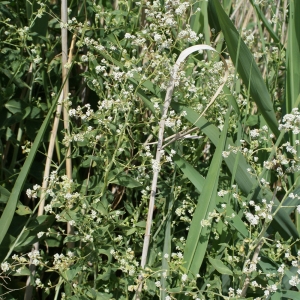 Photographie n°235013 du taxon Lepidium latifolium L.