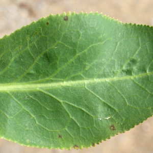 Photographie n°235014 du taxon Lepidium latifolium L.