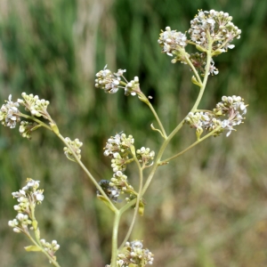 Photographie n°235017 du taxon Lepidium latifolium L.