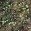  Liliane Roubaudi - Teucrium polium subsp. clapae S.Puech [1971]