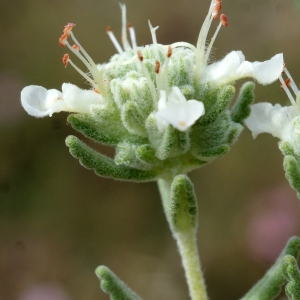 Photographie n°235028 du taxon Teucrium polium subsp. clapae S.Puech [1971]