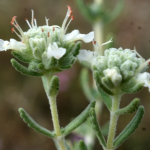 Photographie n°235029 du taxon Teucrium polium subsp. clapae S.Puech [1971]