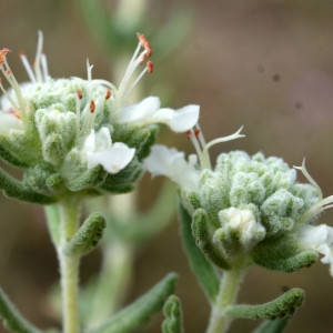 Photographie n°235030 du taxon Teucrium polium subsp. clapae S.Puech [1971]