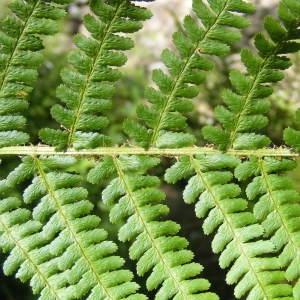 Photographie n°235044 du taxon Dryopteris oreades Fomin [1911]