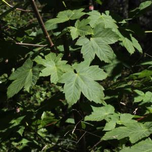 Photographie n°235056 du taxon Acer pseudoplatanus L.