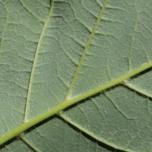 Photographie n°235057 du taxon Acer pseudoplatanus L.