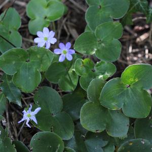 Photographie n°235068 du taxon Hepatica nobilis Schreb.