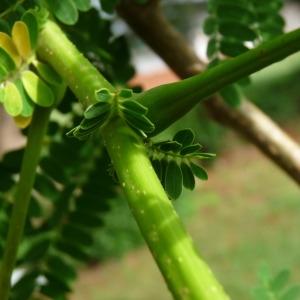  - Delonix regia (Bojer ex Hook.) Raf.