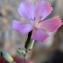  Liliane Roubaudi - Dianthus godronianus Jord. [1855]