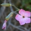  Liliane Roubaudi - Dianthus godronianus Jord. [1855]