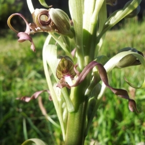 Photographie n°235173 du taxon Himantoglossum hircinum (L.) Spreng. [1826]