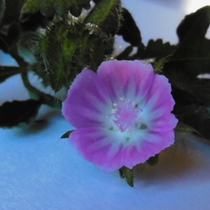 Photographie n°235210 du taxon Althaea hirsuta L. [1753]