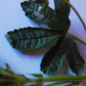 Photographie n°235211 du taxon Althaea hirsuta L. [1753]