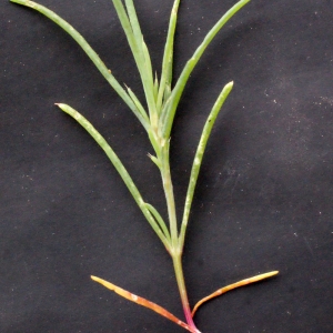 Chenopodium setigerum DC. (Suaeda splendente)