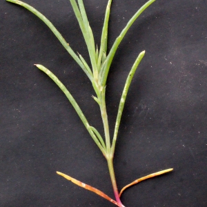 Salsola balansae Boiss. (Suaeda splendente)