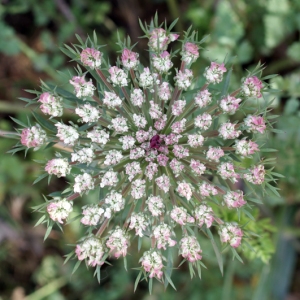 Photographie n°235232 du taxon Daucus carota subsp. gummifer (Syme) Hook.f. [1884]