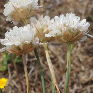 Photographie n°235253 du taxon Armeria arenaria (Pers.) Schult. [1820]