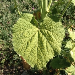 Photographie n°235289 du taxon Alcea rosea L.