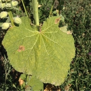 Photographie n°235292 du taxon Alcea rosea L.