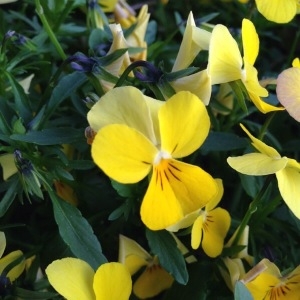 Photographie n°235325 du taxon Viola tricolor L. [1753]