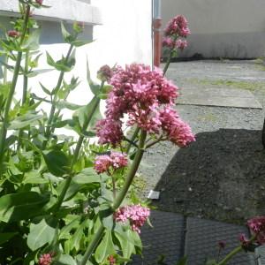 Photographie n°235358 du taxon Centranthus ruber (L.) DC. [1805]