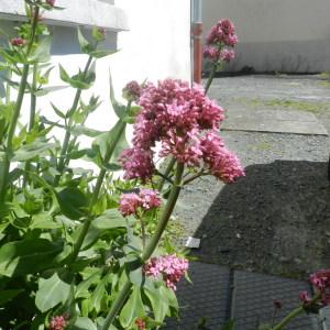 Photographie n°235382 du taxon Centranthus ruber (L.) DC. [1805]